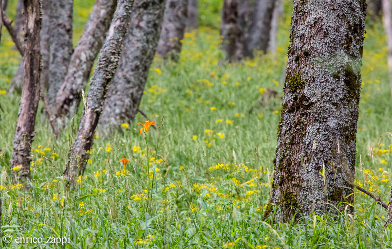 Giglio rosso o Giglio di San Giovanni in mezzo al bosco