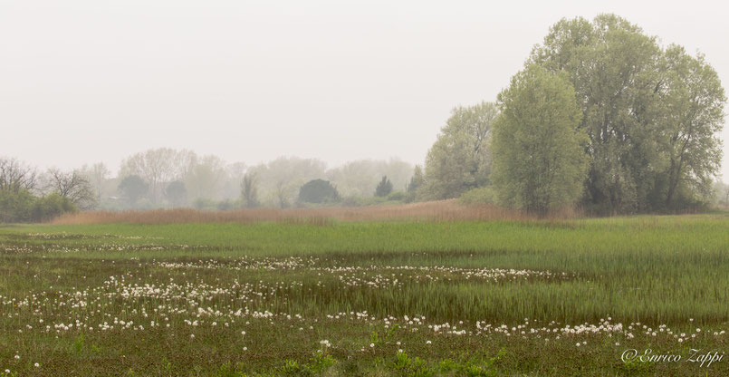 Bardello in primavera.