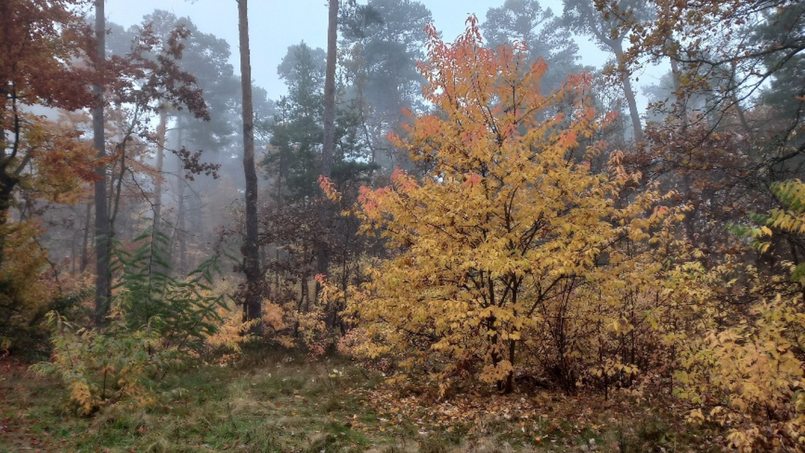 Bäume und Sträucher mit bunt gefärbten Blättern im Wald, es ist neblig