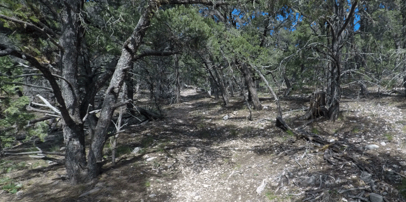 CCC Trail, Sandia Mountains, Cibola National Forest, New Mexico, Wilderness