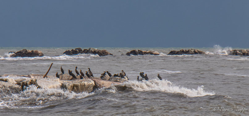 Cormorani e...parenti, sugli scogli davanti a Cesenatico.