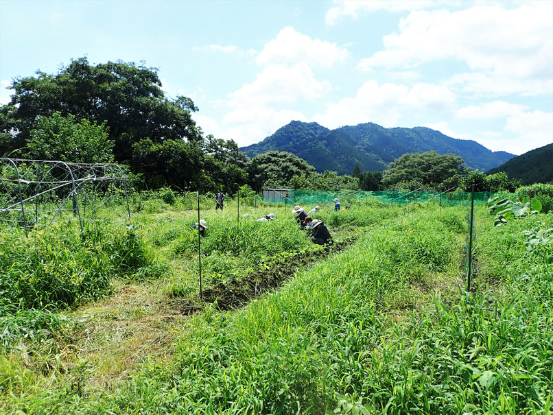 無農薬の野菜作り教室・農業体験「さとやま農学校」