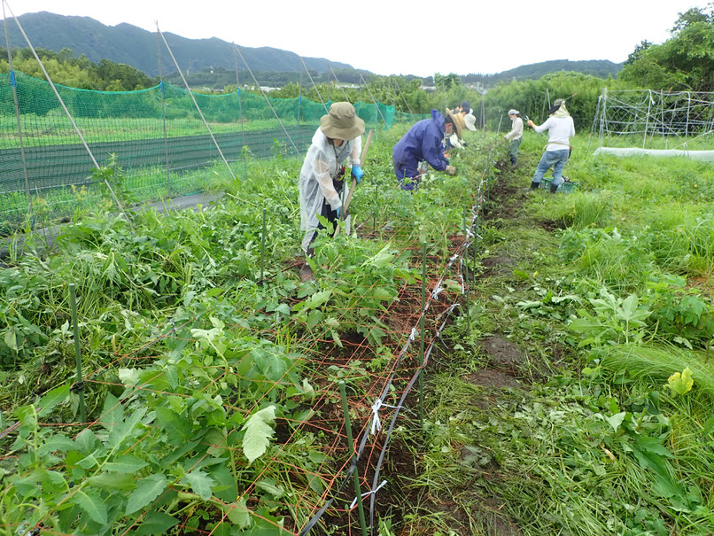 野菜作り教室でトマトの無農薬栽培を習う。