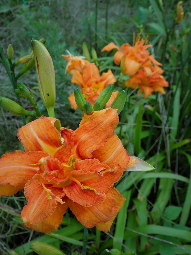 ノカンゾウの花は美味しい食材です。すどう農園にて