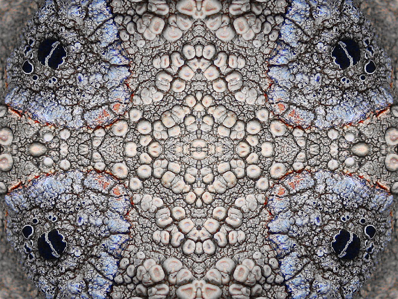 lichen 4