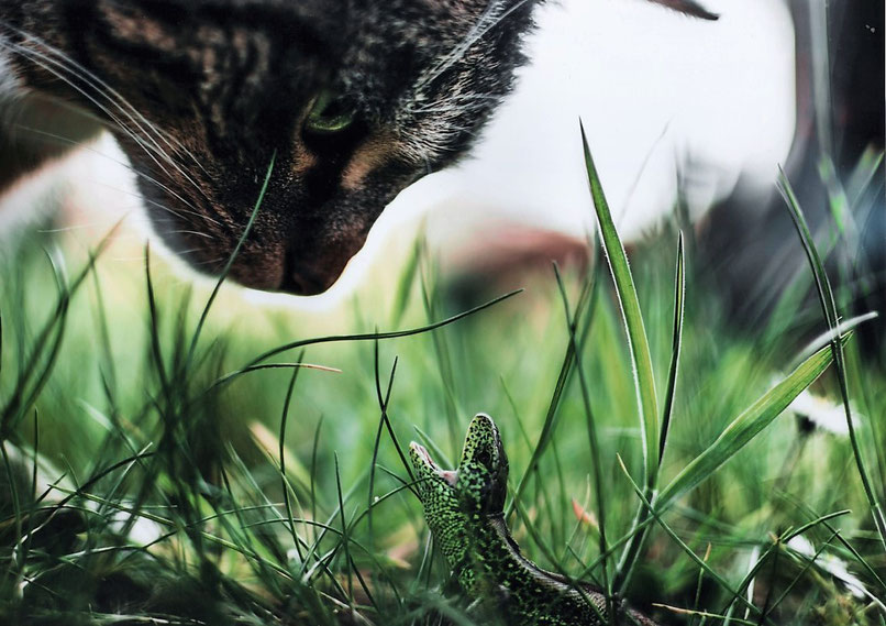 Katzen Fotowettbewerb 2019