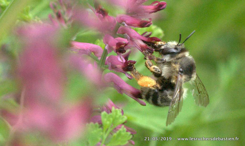 Abeille sauvage et fumaria officinalis, Cévennes