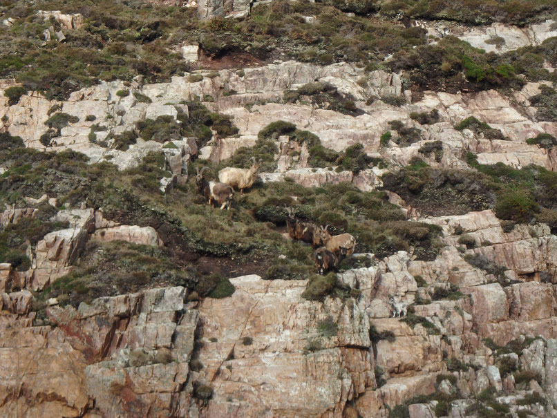Wild goats, Islay, Scotland