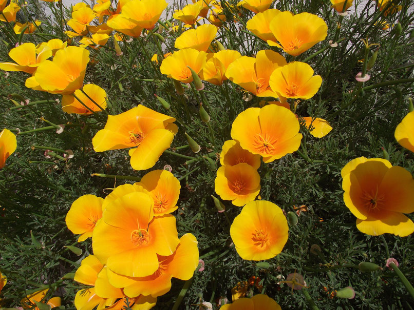 Yellow flowers, Exeter, Devon, England.
