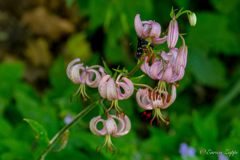 Giglio martagone (Lilium martagon L.) con fegea (Amata phegea (Linnaeus, 1758)).