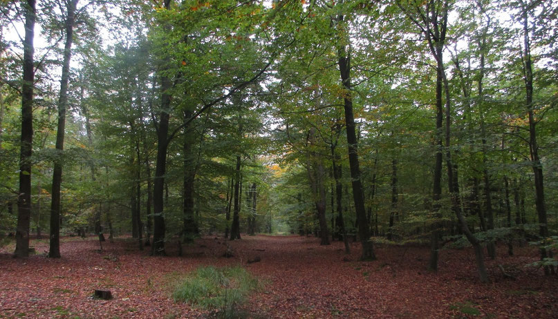 Schöne Waldwege gleich hinter'm Sandstrand