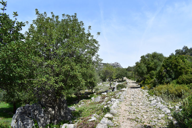 Roman road from Benaocaz to Ubrique