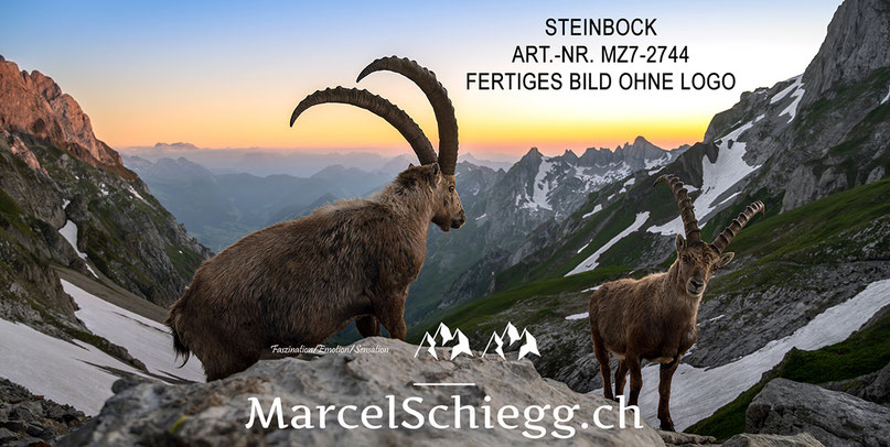 Marcel Schiegg, Steinbock, Steinböcke, Alpensteinbock