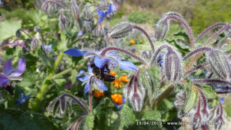 Fleur de Bourrache officinale et apis mellifera, Cévennes