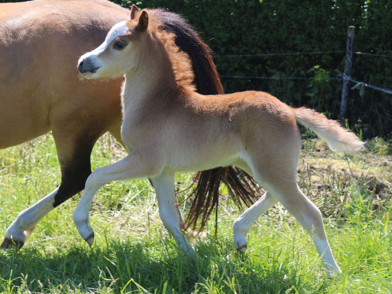 Oostdijk's Ceridwen Maëlynn (Perlhof Gable x Oostdijk's Ceridwen Memory, Keur), retained