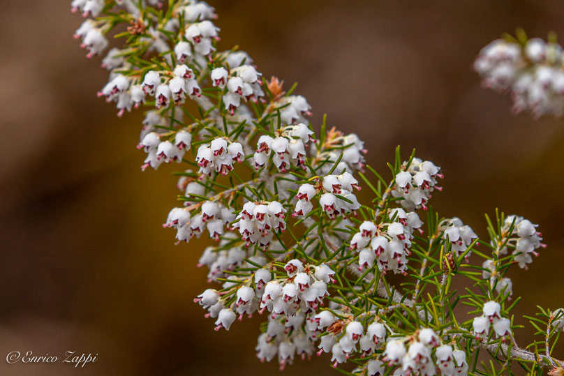 Erica Arborea.