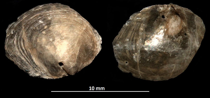 Pododesmus cfr. glaucus, Vignola (MO)