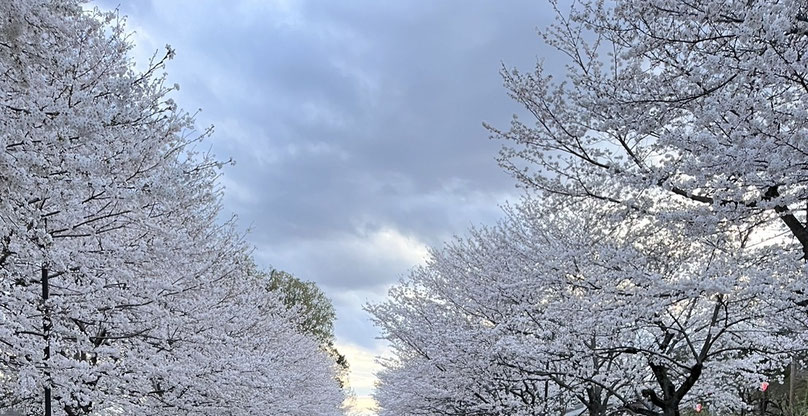 野田市清水公園の桜