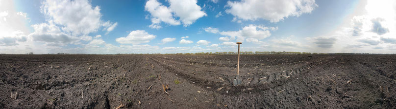 Kurzumstriebsplantage der Energy Crops in Brandenburg