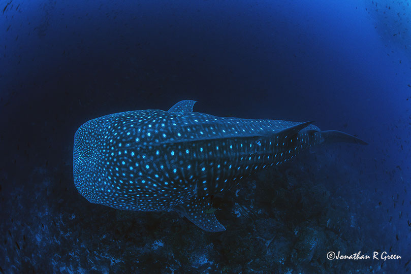 A massive whale shark photographed from above, you can see the beautiful pattern on the whale shark