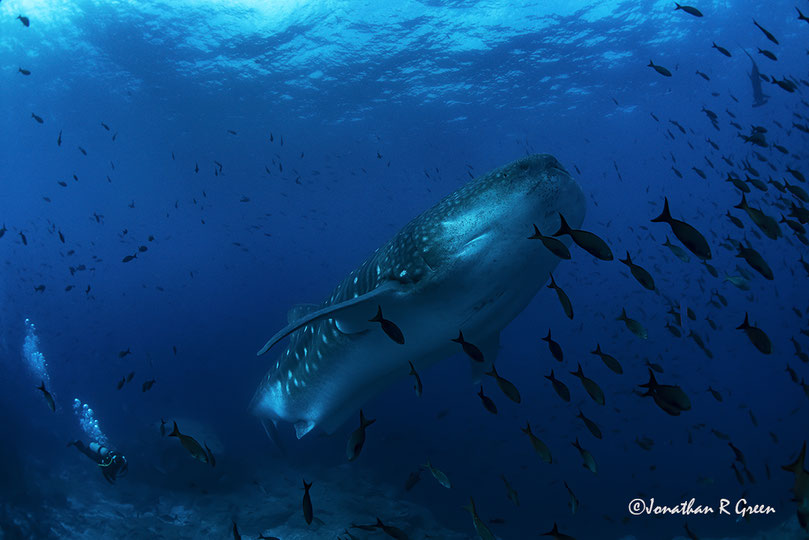 Huge whale shark swims upward, surrounded by fish, a scuba diver follows the whale shark