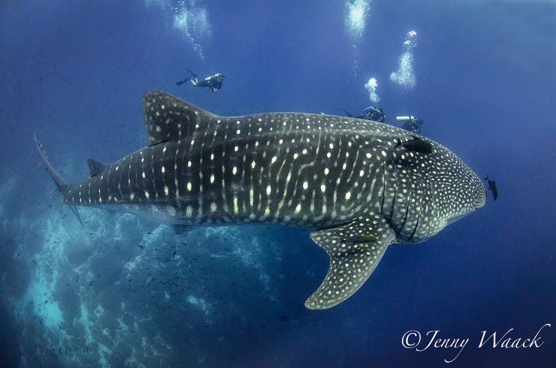 Massive female Whale Sharks and 3 scuba divers swim behind the shark and look tiny compared to the Whale Shark