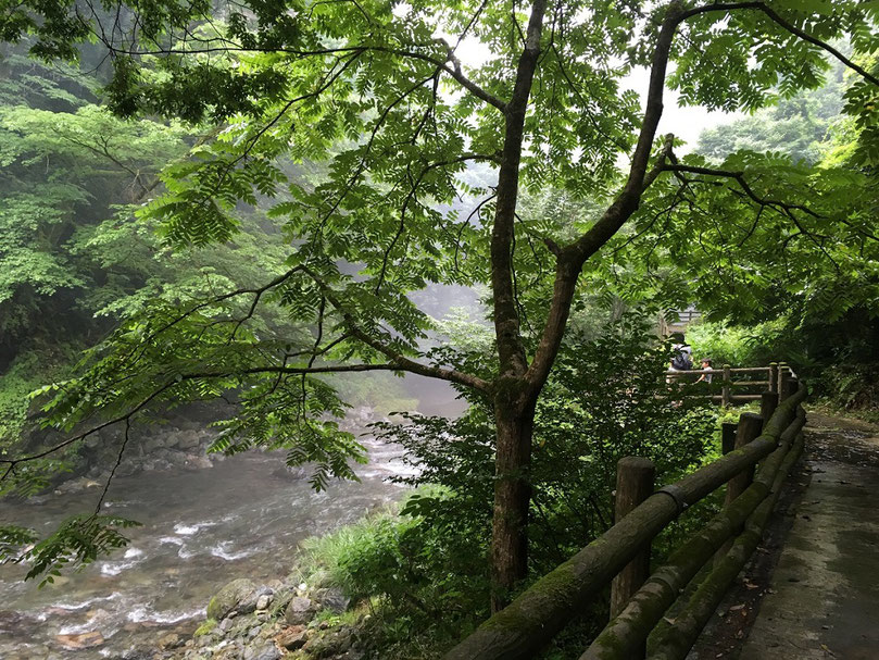 奥多摩駅周辺・奥多摩ふれあい森林浴コース：登山初心者＆子供連れ向けの山登り・トレッキング・ハイキングコース