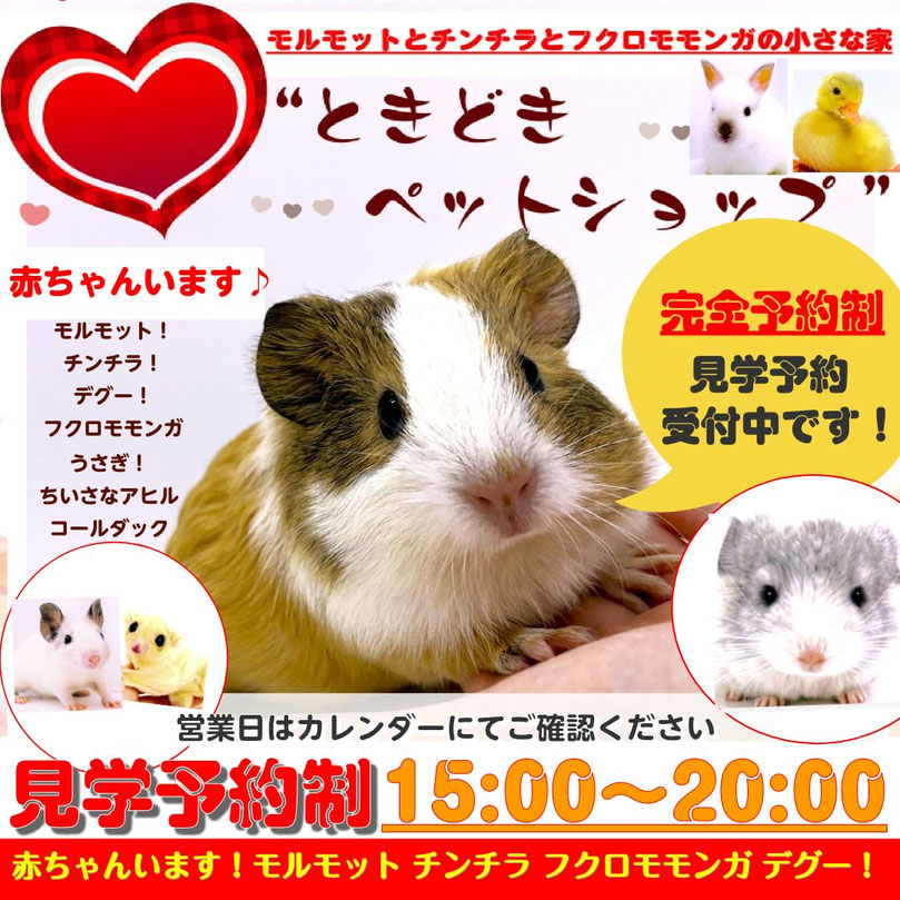 ときどきペットショップご見学について
