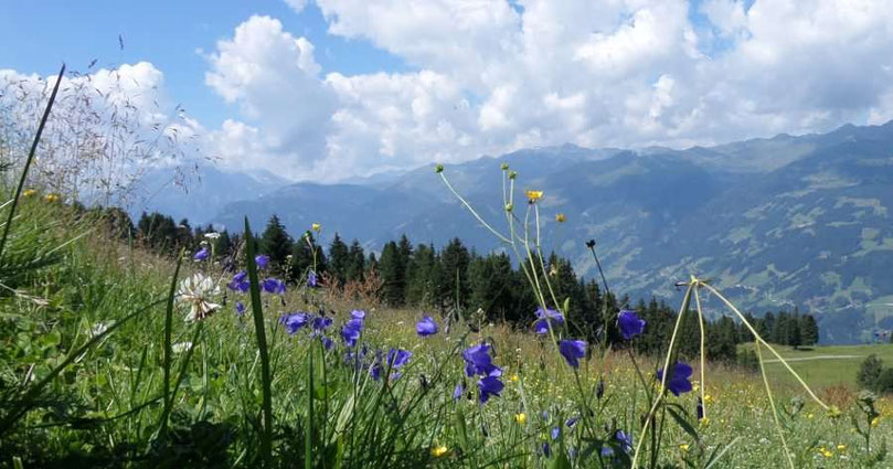 Berge in den Alpen und Alpenwiese mit Wiesenblumen