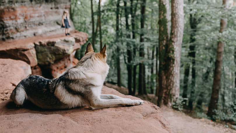 loup canyon foret 