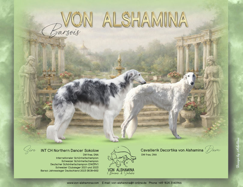 Barsoi Wurf 2026, Von Alshamina, Barsoi Welpen 2026, DWZRV Barsoi Welpen, FCI Borzoi Puppies, VDH Barsoiwelpen 2026