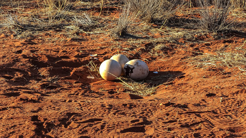 Traces de vie, désert du Kalahari, photo non libre de droits