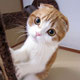 ゆきち　♂