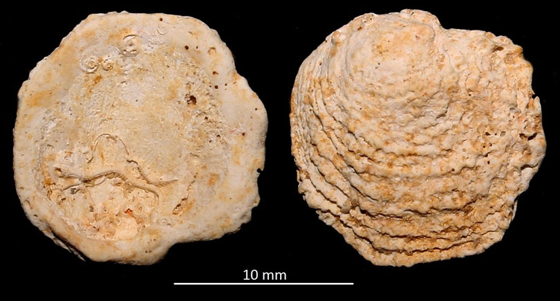 Chama degrangei, Miocene dell'Aquitania