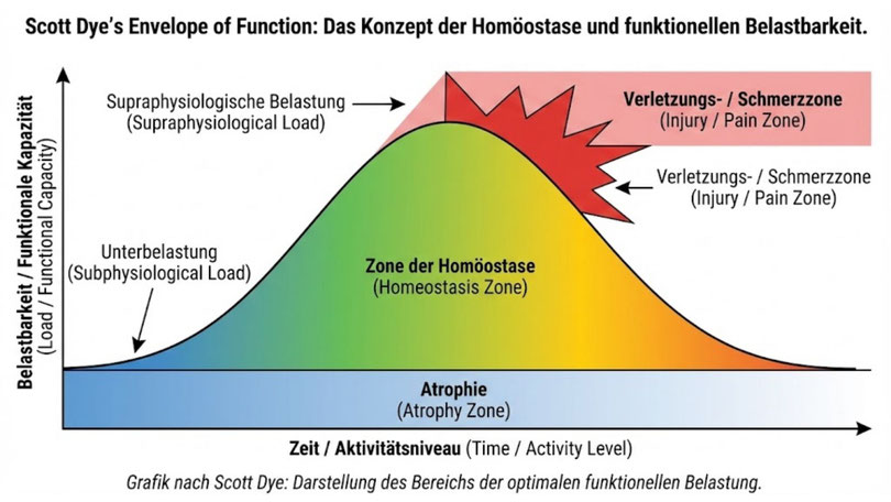 Grafik zum Modell der Envelope of Function nach Scott Dye – Belastbarkeit und Homöostase.