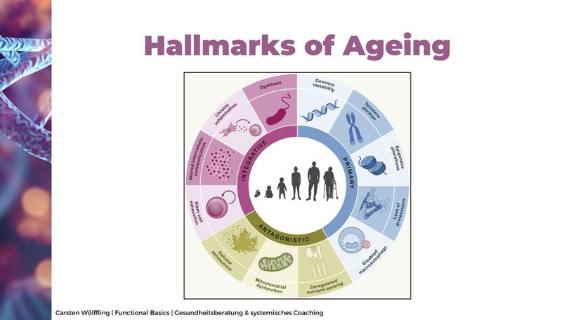Die biologischen Mechanismen des Alterns: 12 Hallmarks of Aging erklärt.