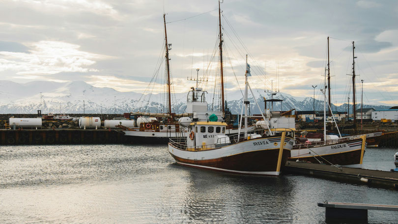 Boote im Hafen von Húsavík. Bild von Job Savelsberg auf Unsplash. 