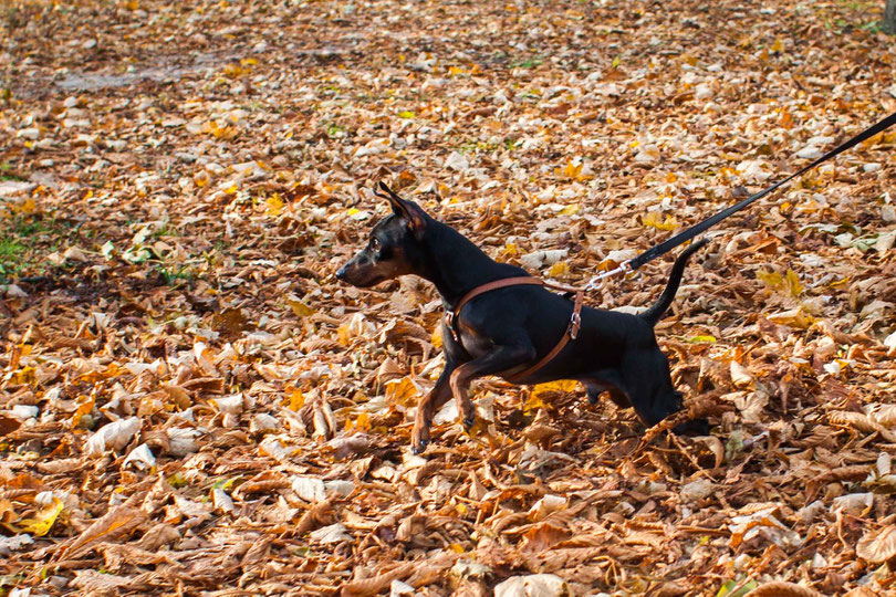 Ein Herbstspaziergang im Wiener Prater mit zwei Hunden