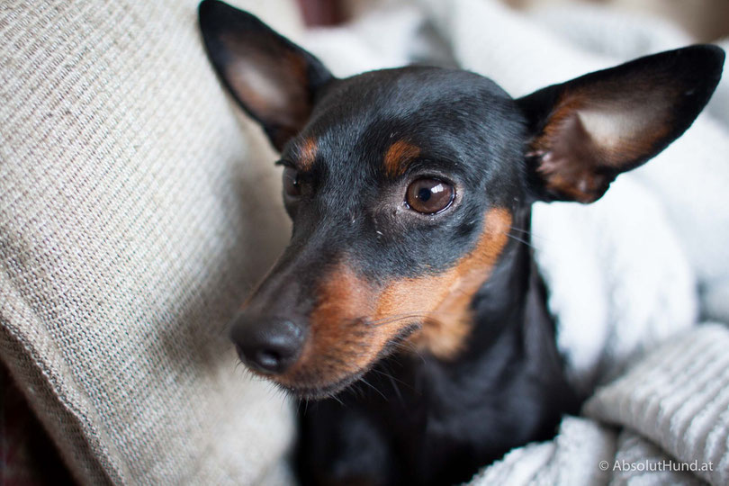 Mein Hund hat IBD, Krankheit Tierarzt