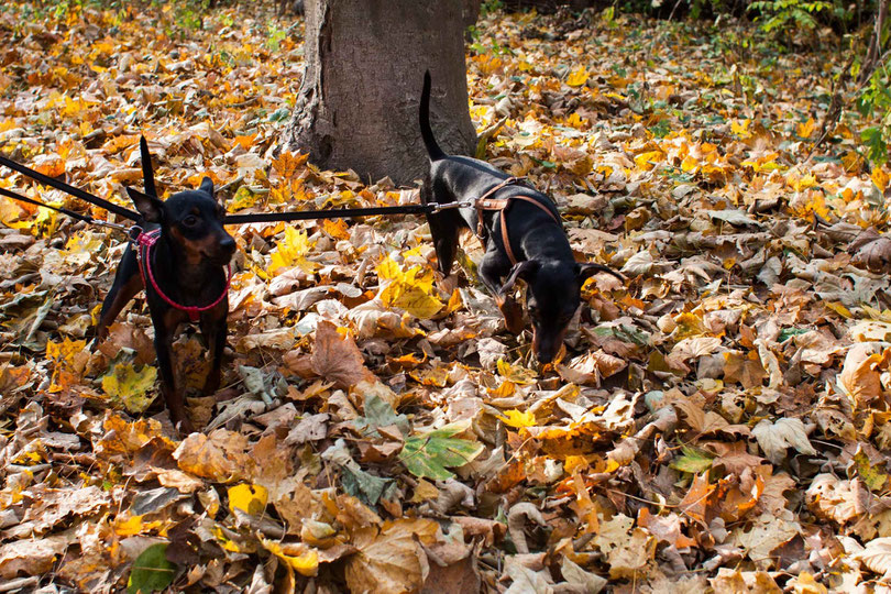 Ein Herbstspaziergang im Wiener Prater mit zwei Hunden