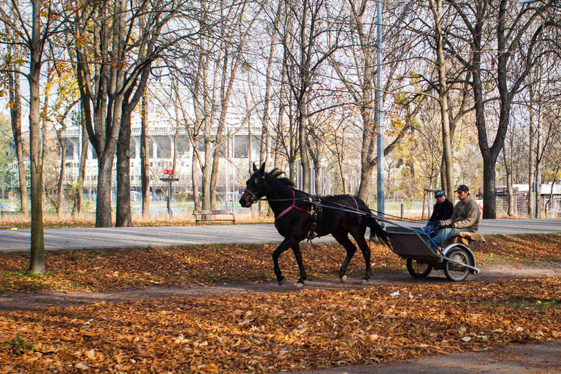 Ein Herbstspaziergang im Wiener Prater mit zwei Hunden