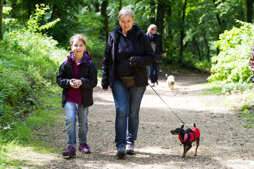 Wo Hund und Wolf sich treffen