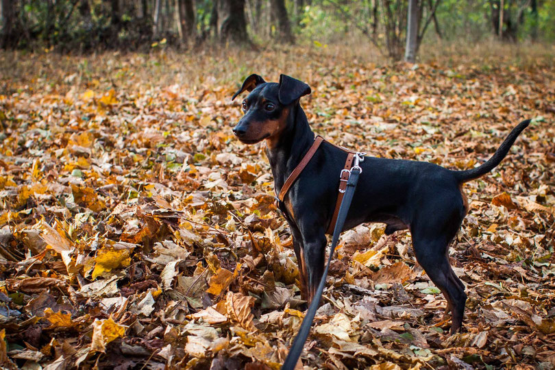 Ein Herbstspaziergang im Wiener Prater mit zwei Hunden
