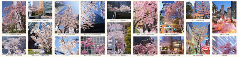 大阪駅前ダイヤモンド地区桜フォトギャラリー