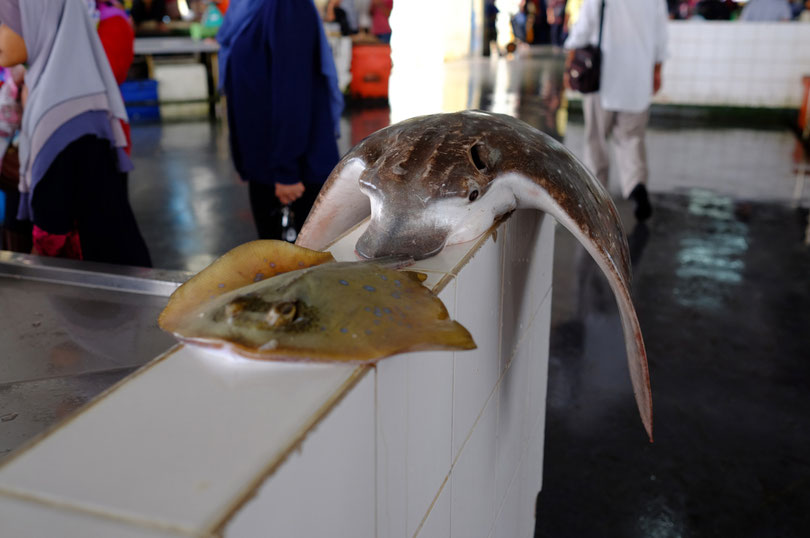 Wahnsinn. Das war krass. Diese majestätischen Tiere tot auf dem morgendlichen Fischmarkt zu sehen. Noch nie haben wir einen Kugelfisch oder diesen unbekannten bunten Rochen gesehen.