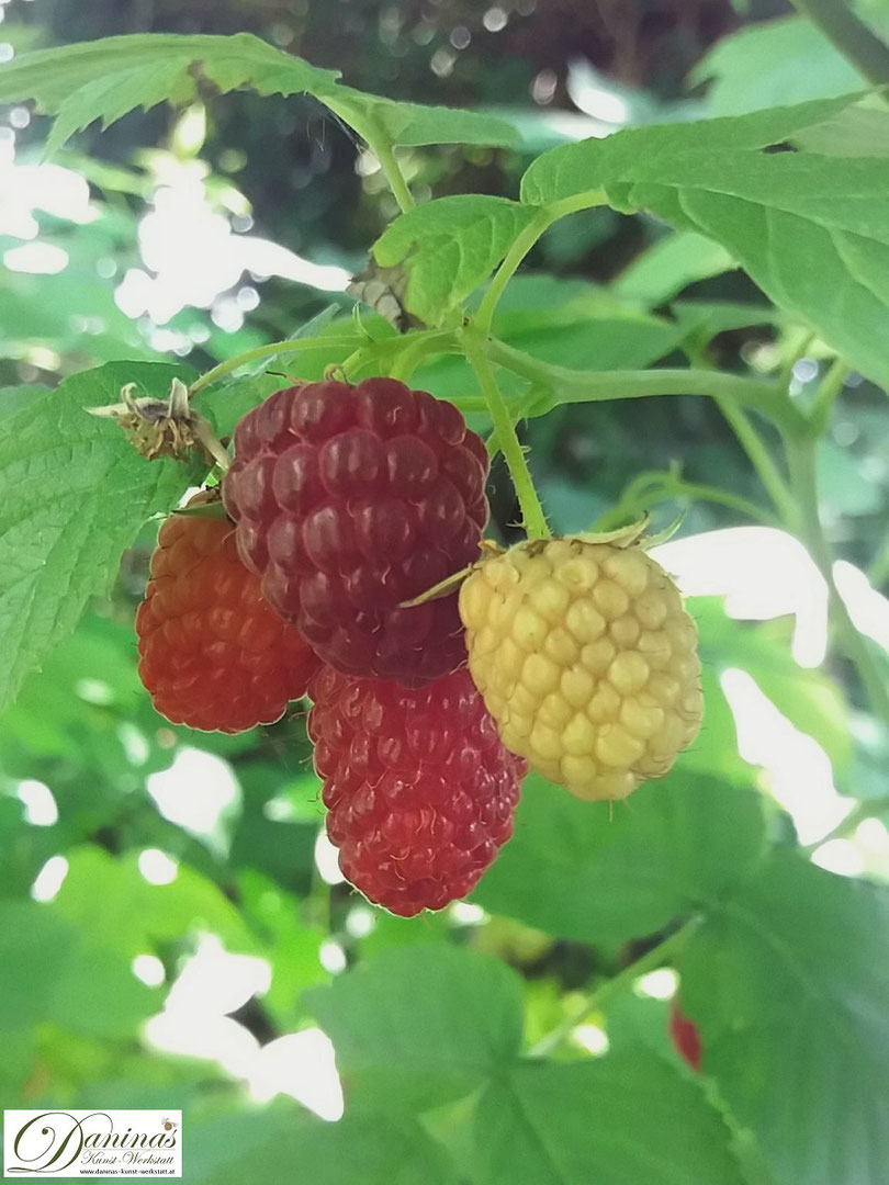 Himbeeren in verschiedenen Reifegraden am Strauch