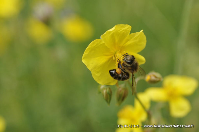 Abeille "au cœur du soleil", hélianthème commun, Cévennes