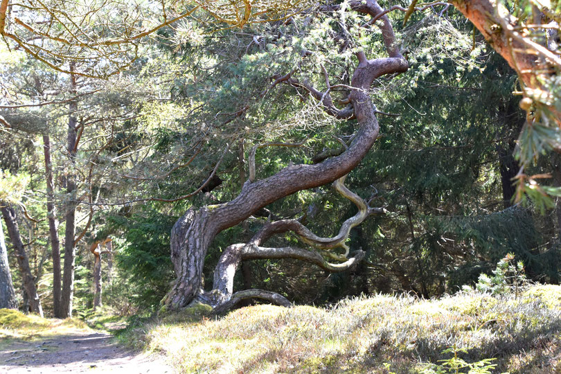 hier in Tisvildeleje gibt es den Troldeskoven = Hexenwald, so genannt, weil die Bäume vom jahrzehntelangen Wind skurrile Formen haben