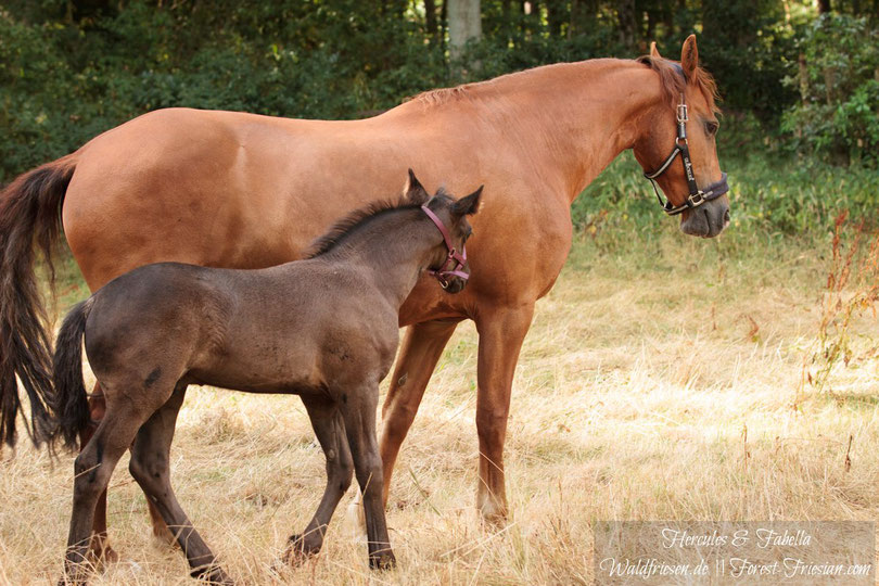 Hercules mit seiner Fuchsfriesenmutter Fabella www.waldfriesen.de www.forest-friesian.com #chestnutfriesian #foxfriesian #fuchsfriese