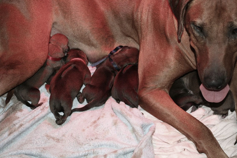 Lionteasers Rhodesian Ridgeback Shakira with 12 puppies in Holland.  